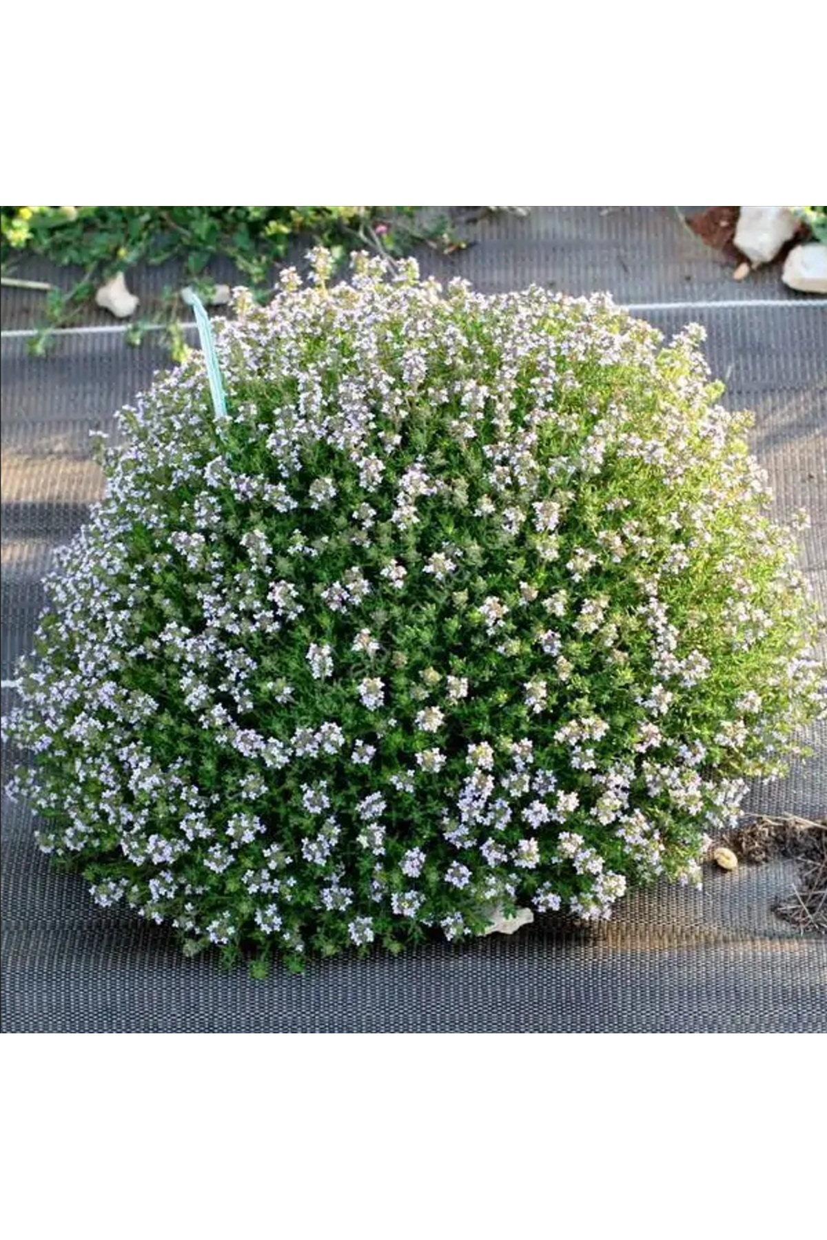 4'LÜ BİTKİ SETİ, Dik Kekik fidesi, Thymus vulgaris compacta ve Perlit Cocopeat Vermikülit, Balkon Teras Saksı Fidesi - Görsel 2