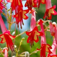 Phygelius African Queen Küpe Çiçeği Fidesi, Pembe Renkli, Çalı Cinsi Boru Küpeli Çiçek
