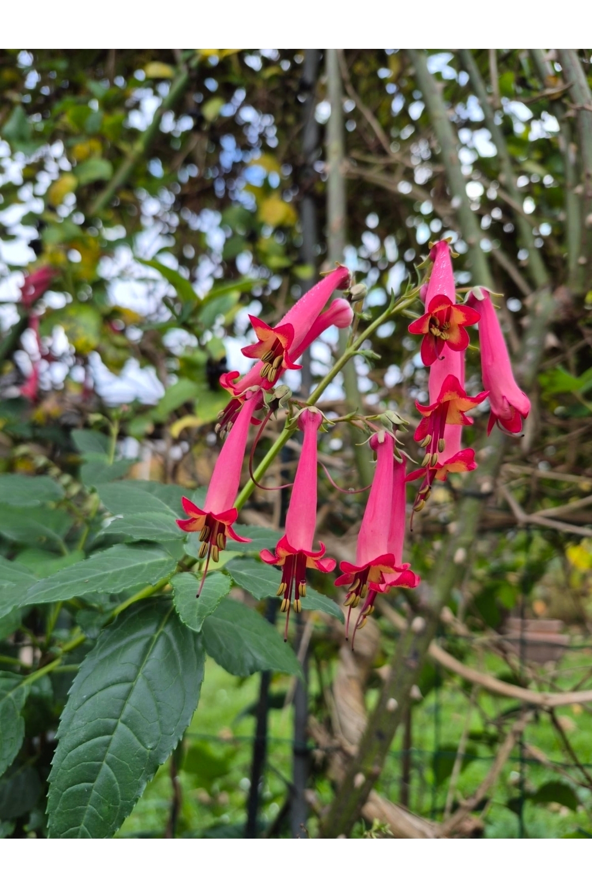 Phygelius African Queen Küpe Çiçeği Fidesi, Pembe Renkli, Çalı Cinsi Boru Küpeli Çiçek - Görsel 4
