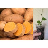 Turuncu Tatlı Patates Fidesi (1 Adet Fide), Erato Deep Orange Sweet Potatoes (Ipomoea batatas)