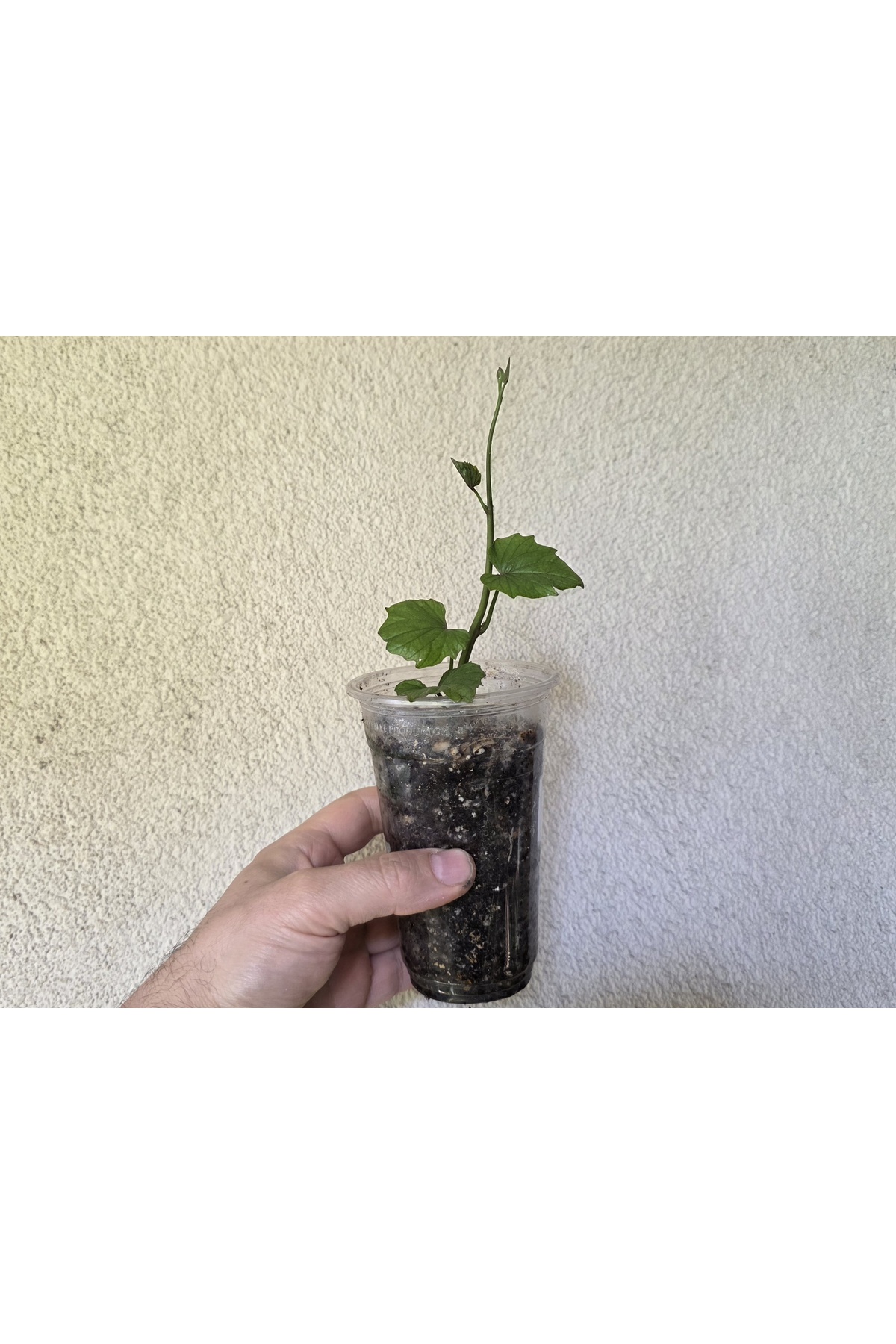 Turuncu Tatlı Patates Fidesi (1 Adet Fide), Erato Deep Orange Sweet Potatoes (Ipomoea batatas) - Görsel 2