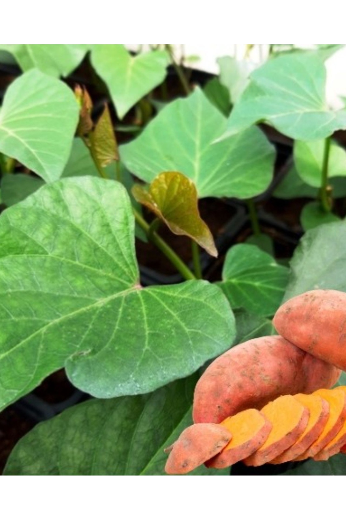 Turuncu Tatlı Patates Fidesi (1 Adet Fide), Erato Deep Orange Sweet Potatoes (Ipomoea batatas) - Görsel 5