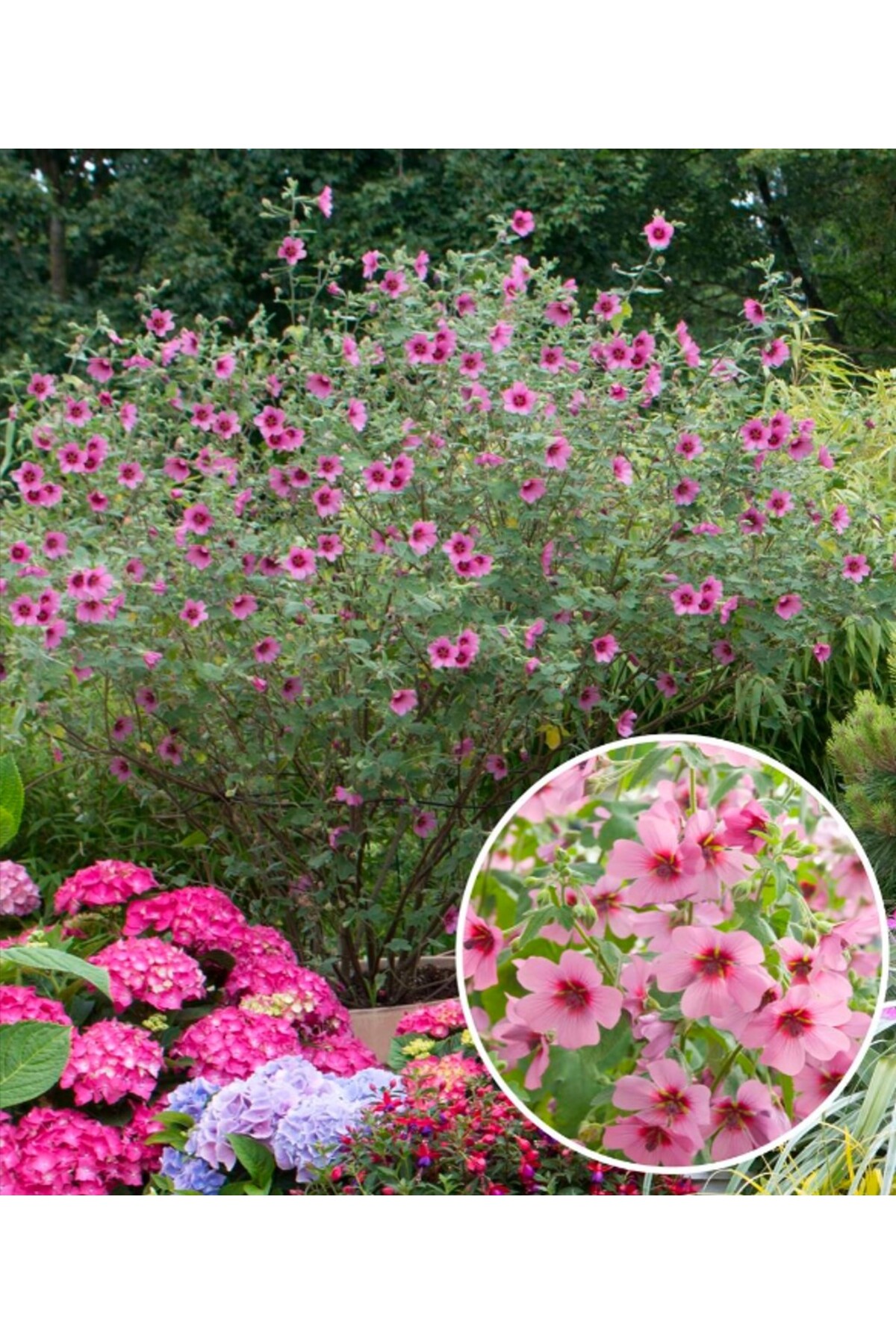 3'LÜ SET, 20 Tohum, Pembe Afrika Ağaç Ebegümeci Çiçeği (Anisodontea El Rayo) ve Perlit Vermikülit, 12 Ay Çiçek Açar - Görsel 3