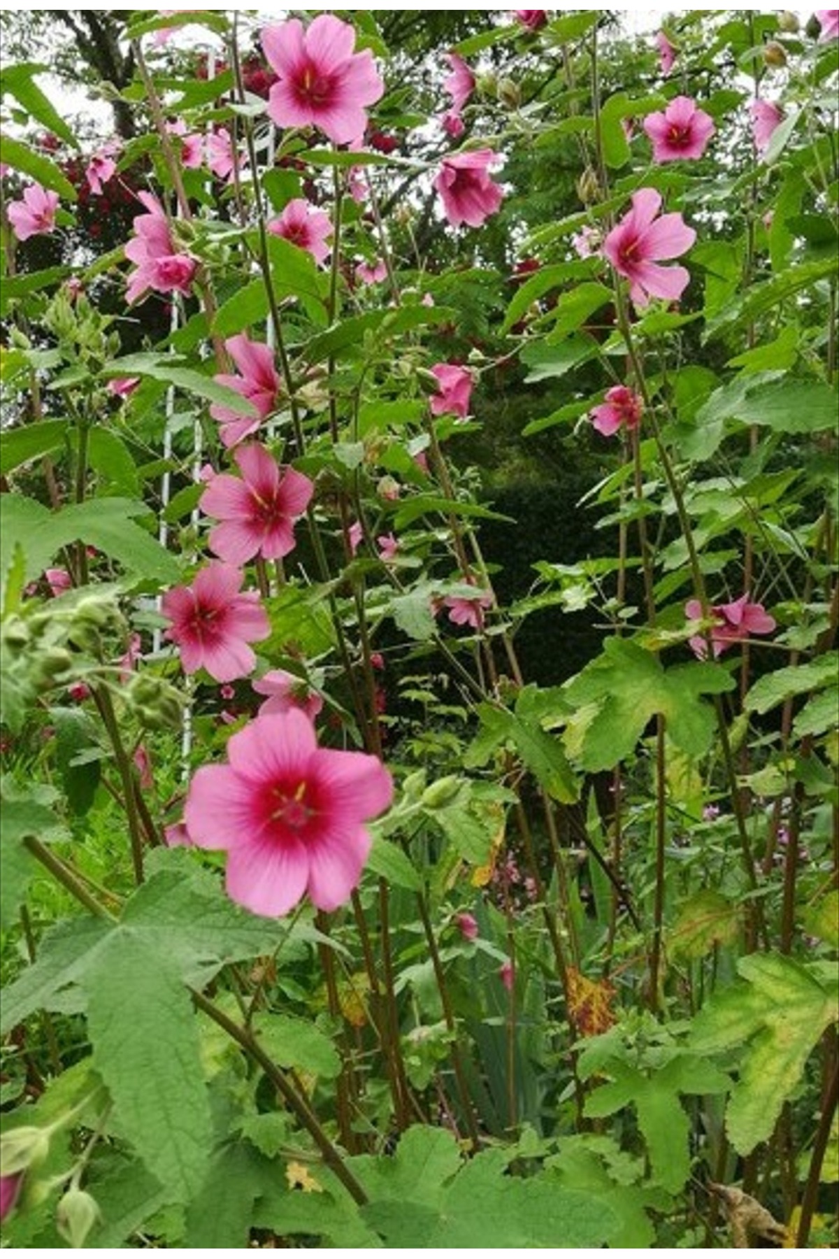 3'LÜ SET, 20 Tohum, Pembe Afrika Ağaç Ebegümeci Çiçeği (Anisodontea El Rayo) ve Perlit Vermikülit, 12 Ay Çiçek Açar - Görsel 4