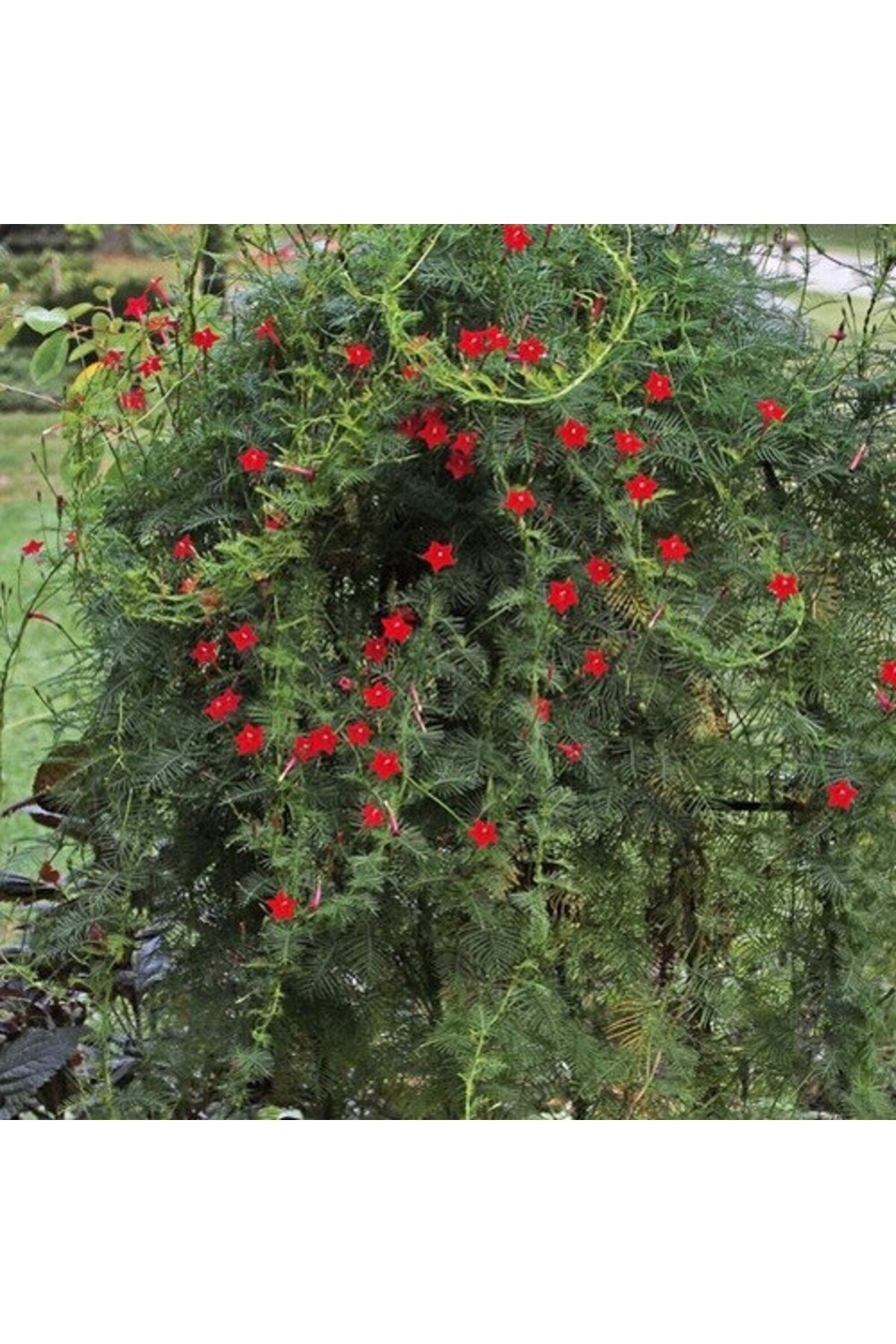 3'LÜ SET, 10 Tohum, Kırmızı Yıldız Çadırı Çiçek Tohumu, Sarmaşık Çiçeği (Cypress Vine) ve Perlit ve Vermikülit - Görsel 2