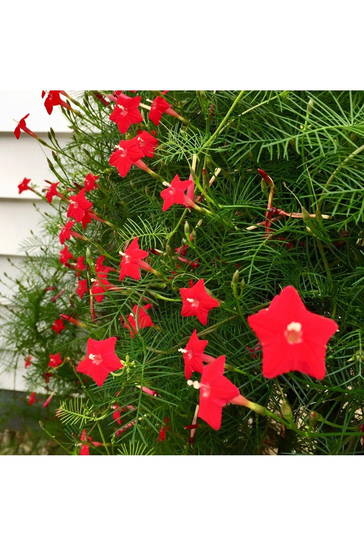 3'LÜ SET, 10 Tohum, Kırmızı Yıldız Çadırı Çiçek Tohumu, Sarmaşık Çiçeği (Cypress Vine) ve Perlit ve Vermikülit - Görsel 4